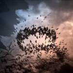 Bats