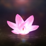 Pink Flower